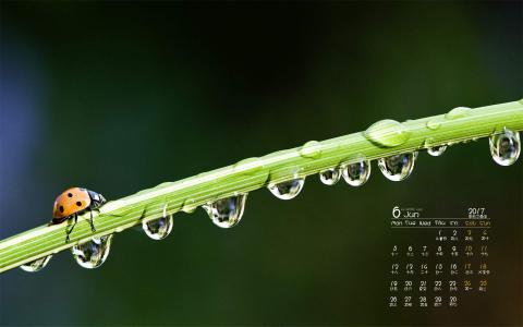 高清雨水2022年绿色水滴护眼高清日历壁纸第6张