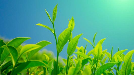 鲜嫩翠绿的茶树叶绿色高清桌面壁纸第2张