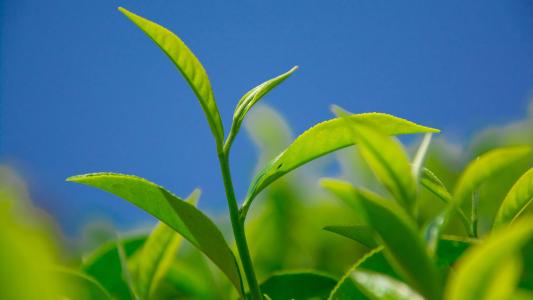 鲜嫩翠绿的茶树叶绿色高清桌面壁纸第6张