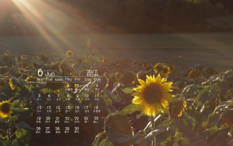 2017年6月美丽的向日葵桌面日历壁纸第3张