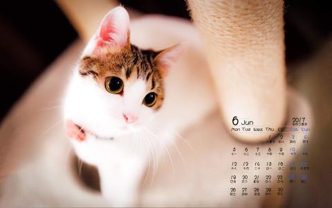90后性感小猫咪写真第1张
