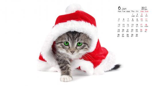 小猫图片 _ 第(2)张