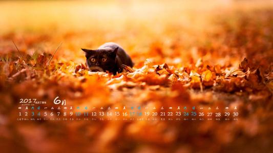 小猫图片 _ 第(4)张
