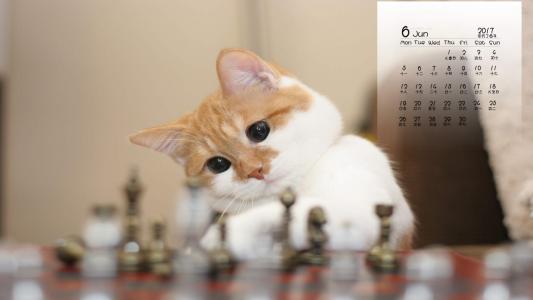 小猫图片 _ 第(6)张