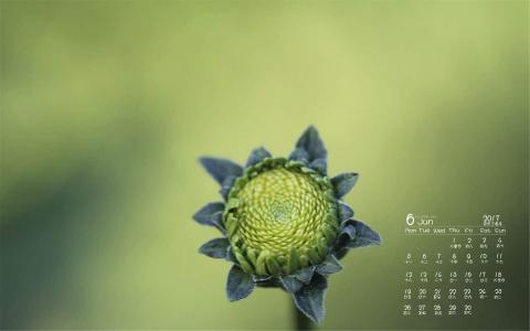 唯美绿色护眼植物嫩芽高清宽屏壁纸第4张