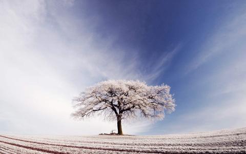 冬日雪景图片 _ 第(3)张