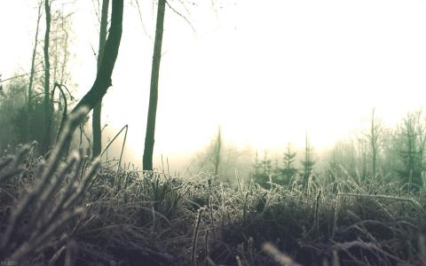 冬日雪景图片 _ 第(4)张