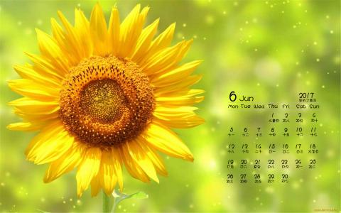 2014年9月日历壁纸秋天太阳下的美丽向日葵图片合集(二)第2张