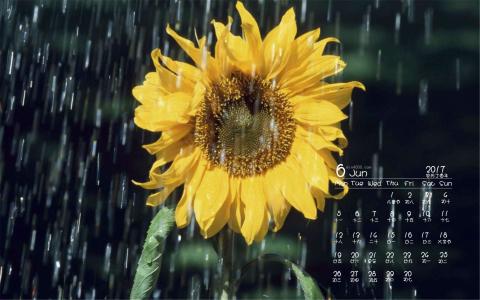 2014年9月日历壁纸秋天太阳下的美丽向日葵图片合集(二)第4张
