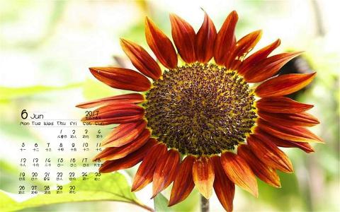 2014年9月日历壁纸秋天太阳下的美丽向日葵图片合集(二)第6张