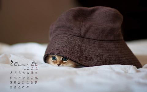 小猫图片 _ 第(1)张