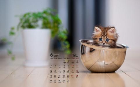 小猫图片 _ 第(4)张