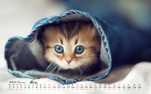 小猫图片 _ 第(5)张