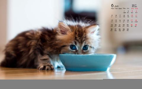 小猫图片 _ 第(6)张
