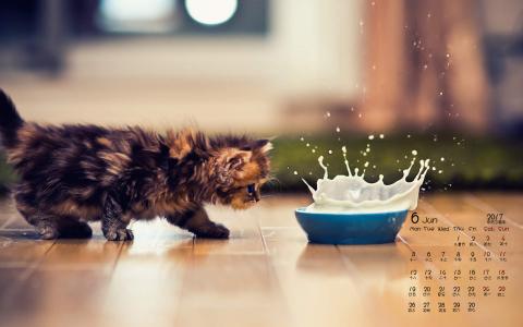 小猫图片 _ 第(7)张