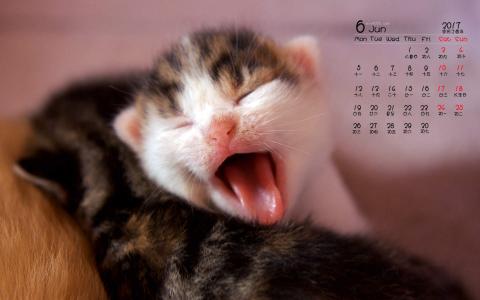 90后性感小猫咪写真第2张