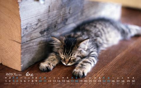 90后性感小猫咪写真第5张
