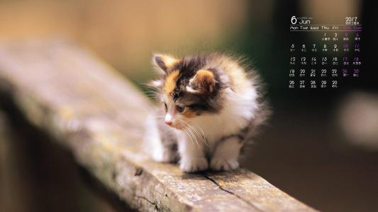90后性感小猫咪写真第1张