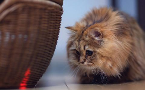 可爱卡通小猫咪高清图片手机壁纸第0张