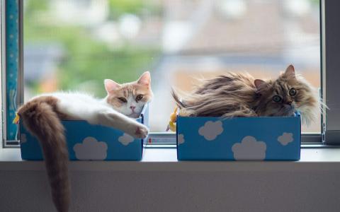可爱卡通小猫咪高清图片手机壁纸第1张