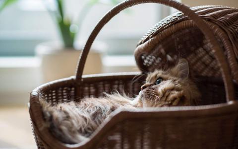 可爱卡通小猫咪高清图片手机壁纸第2张