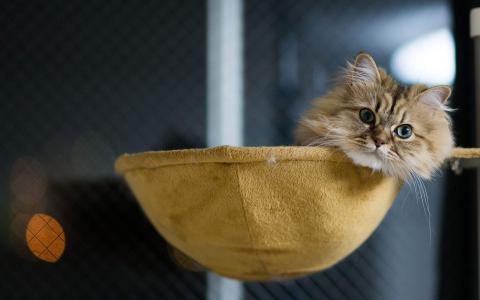 可爱卡通小猫咪高清图片手机壁纸第3张