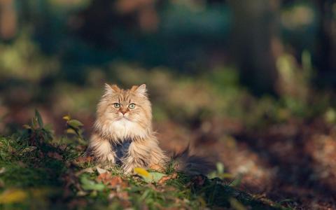 可爱卡通小猫咪高清图片手机壁纸第6张