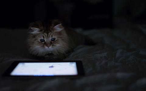 小猫图片 _ 第(8)张