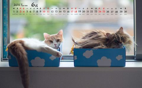 小猫图片 _ 第(1)张