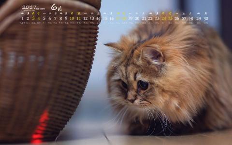 小猫图片 _ 第(2)张