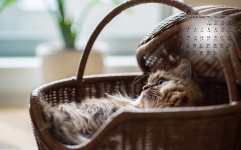小猫图片 _ 第(3)张