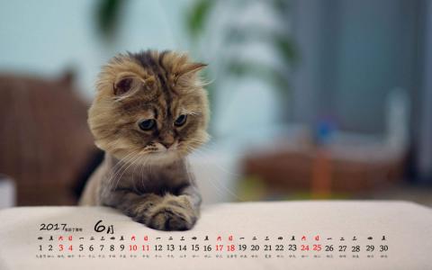 小猫图片 _ 第(5)张