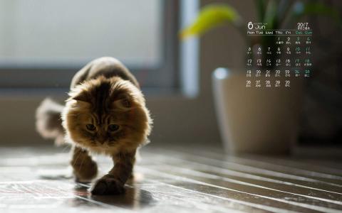 小猫图片 _ 第(6)张