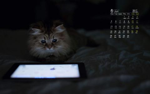 小猫图片 _ 第(8)张