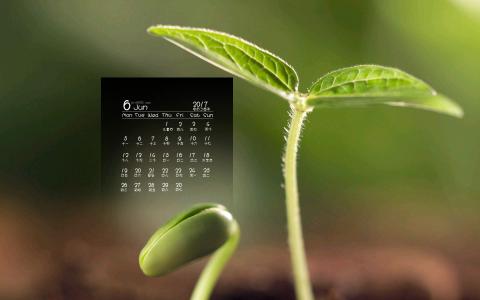 小清新植物嫩芽图片桌面壁纸第4张