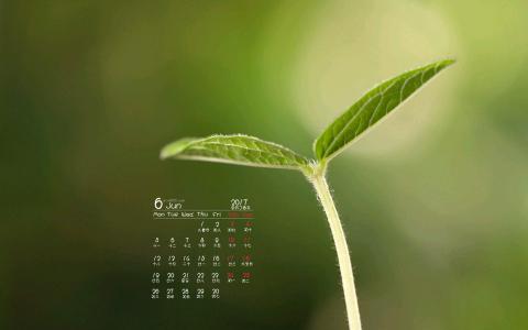 小清新植物嫩芽图片桌面壁纸第5张