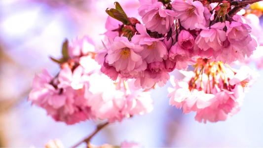 樱花图片图片 _ 第(1)张