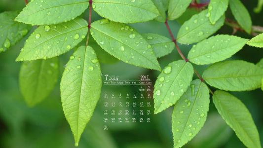 2017年7月翠绿的树叶绿色护眼日历壁纸第4张