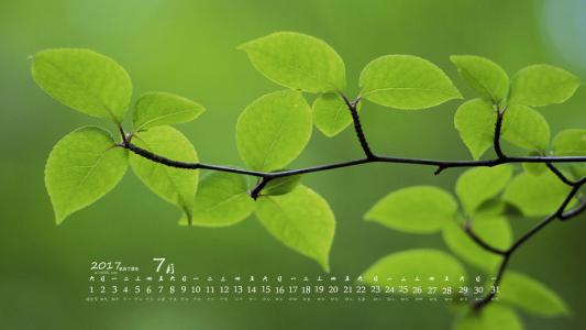 2017年7月翠绿的树叶绿色护眼日历壁纸第5张