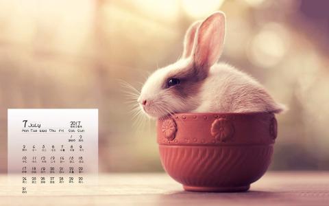 可爱萌宠毛茸茸的乖巧小兔子桌面壁纸第0张