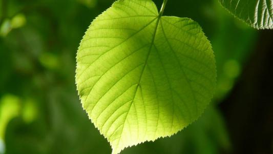 树叶图片 _ 第(9)张