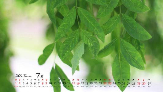 2017年7月唯美护眼小清新树叶唯美绿色高清日历壁纸第5张