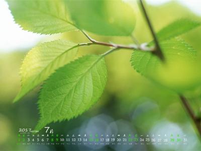 2014年9月日历壁纸微距树叶唯美摄影图片合集第一辑第2张
