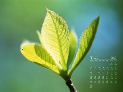 2014年9月日历壁纸微距树叶唯美摄影图片合集第一辑第6张