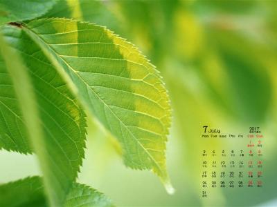 树叶图片 _ 第(14)张