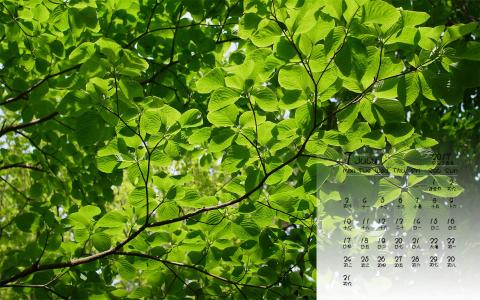 第3张