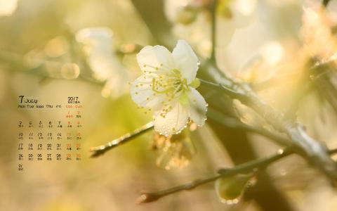 梅花图片 _ 第(5)张