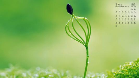 小清新植物嫩芽图片桌面壁纸第5张