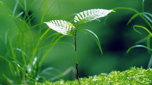 小清新绿色嫩芽摄影高清宽屏壁纸第3张