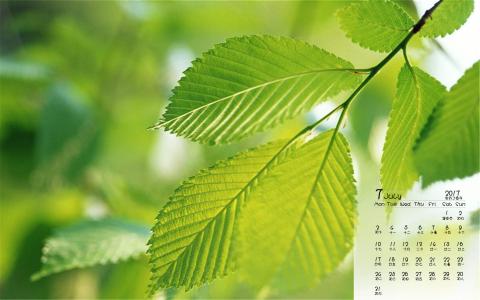 生机盎然的绿色叶子护眼图片桌面壁纸第1张